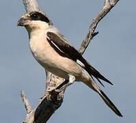 Lesser Grey Shrike