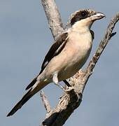 Lesser Grey Shrike