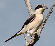 Lesser Grey Shrike