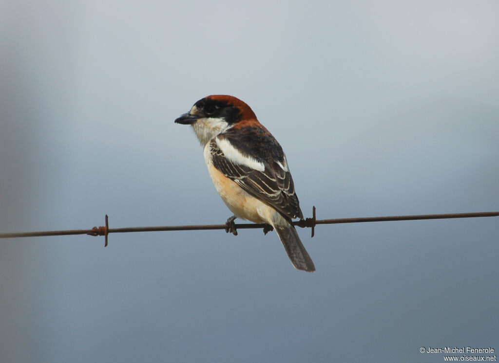 Woodchat Shrike