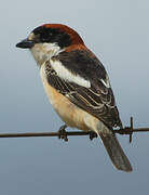 Woodchat Shrike