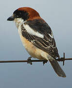 Woodchat Shrike