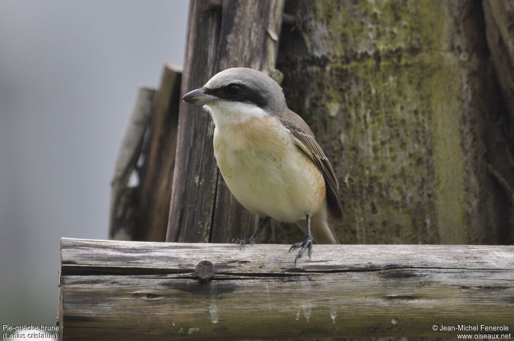 Brown Shrike