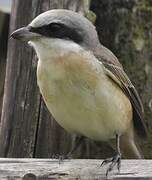 Brown Shrike