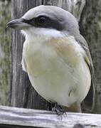 Brown Shrike