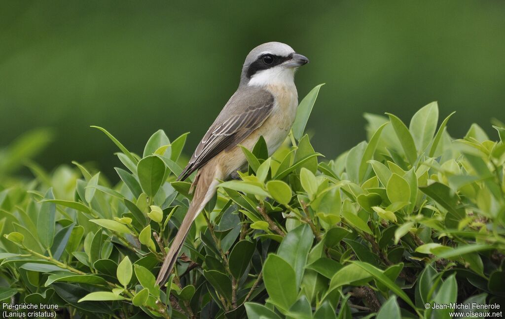 Brown Shrike