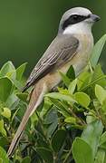 Brown Shrike