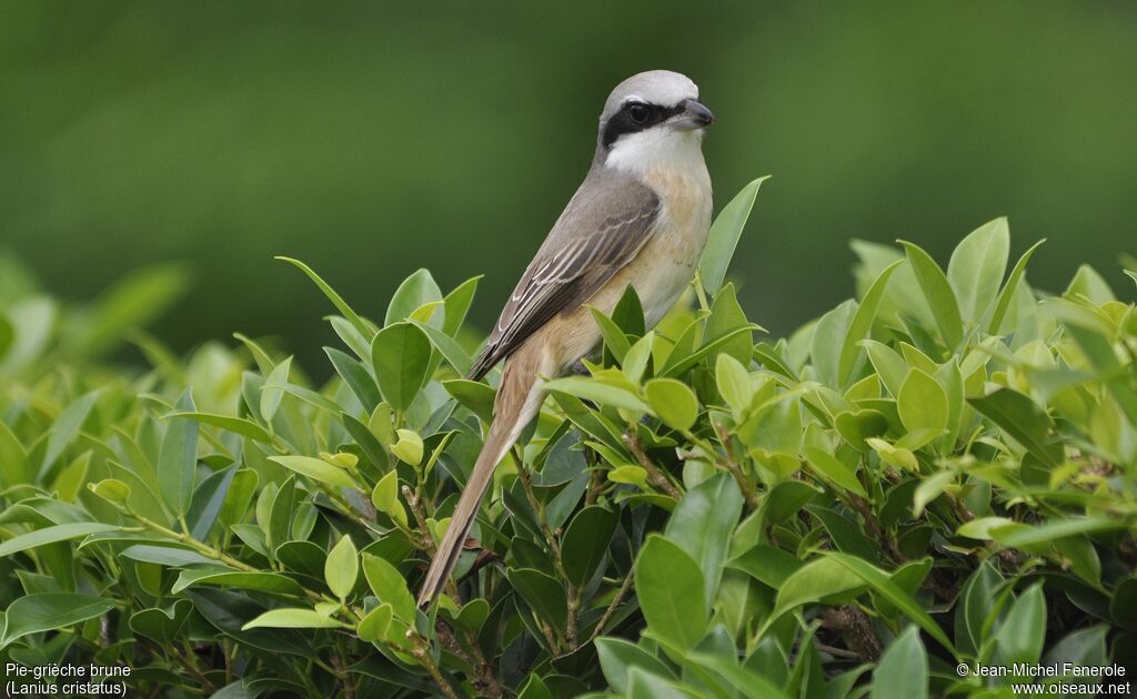 Brown Shrike