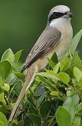 Brown Shrike