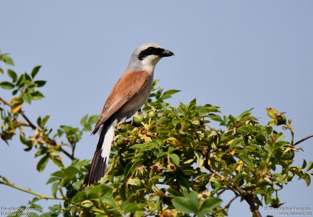 Red-backed Shrike