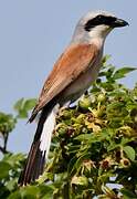 Red-backed Shrike