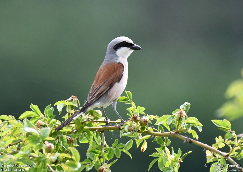 Red-backed Shrike