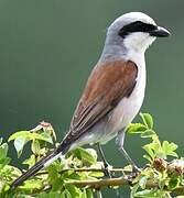 Red-backed Shrike