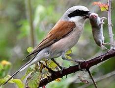 Red-backed Shrike