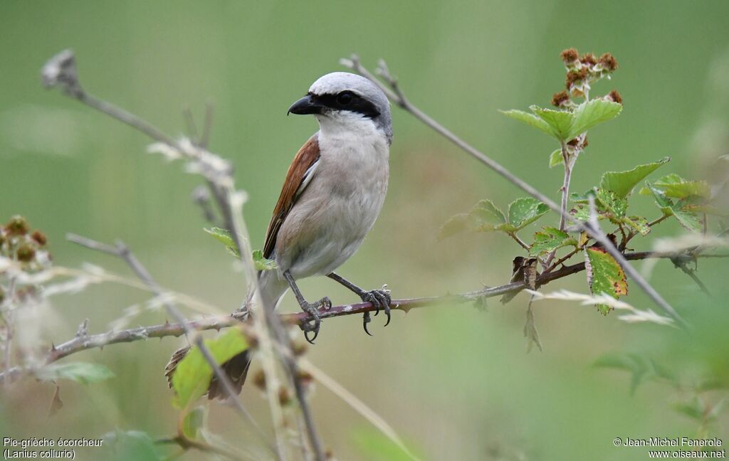 Red-backed Shrike