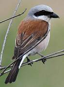 Red-backed Shrike