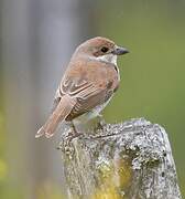 Red-backed Shrike