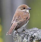 Red-backed Shrike