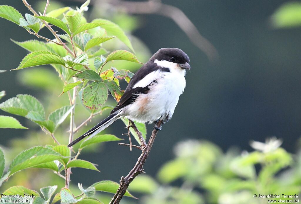 Pie-grièche fiscale