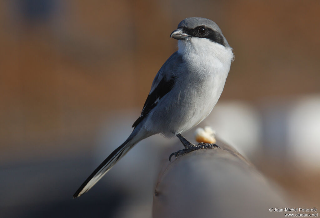 Great Grey Shrike