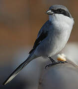 Great Grey Shrike