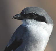 Great Grey Shrike