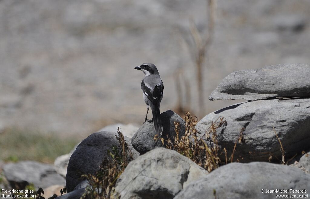 Great Grey Shrike