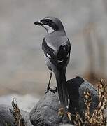 Great Grey Shrike