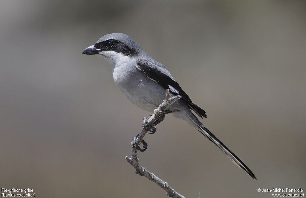 Great Grey Shrike