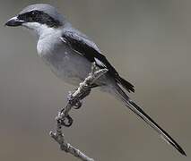 Great Grey Shrike