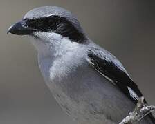 Great Grey Shrike