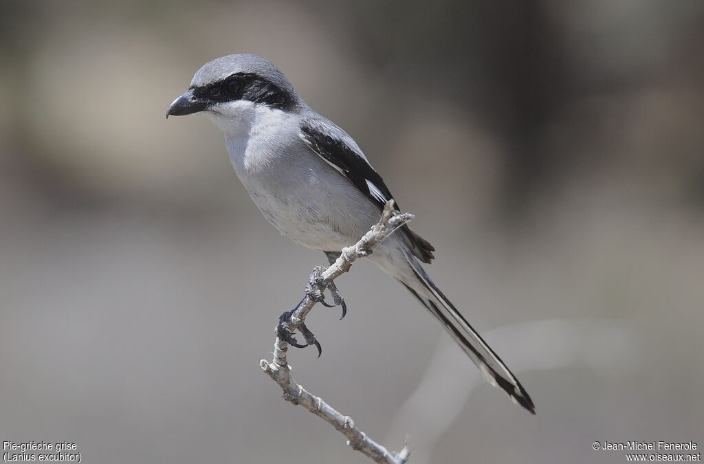 Great Grey Shrike