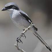 Great Grey Shrike