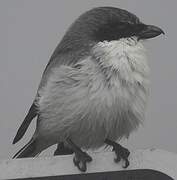 Loggerhead Shrike