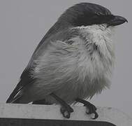 Loggerhead Shrike