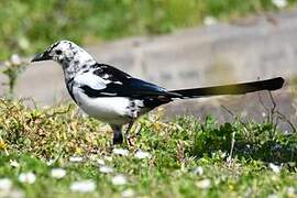 Eurasian Magpie