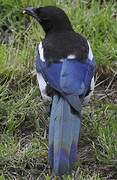 Eurasian Magpie