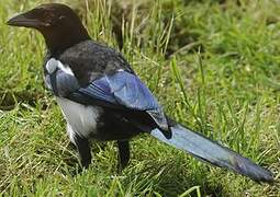 Eurasian Magpie