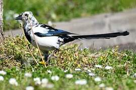 Eurasian Magpie