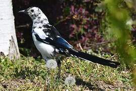 Eurasian Magpie