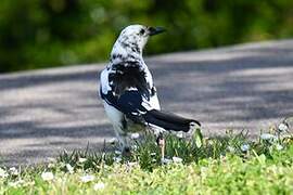 Eurasian Magpie