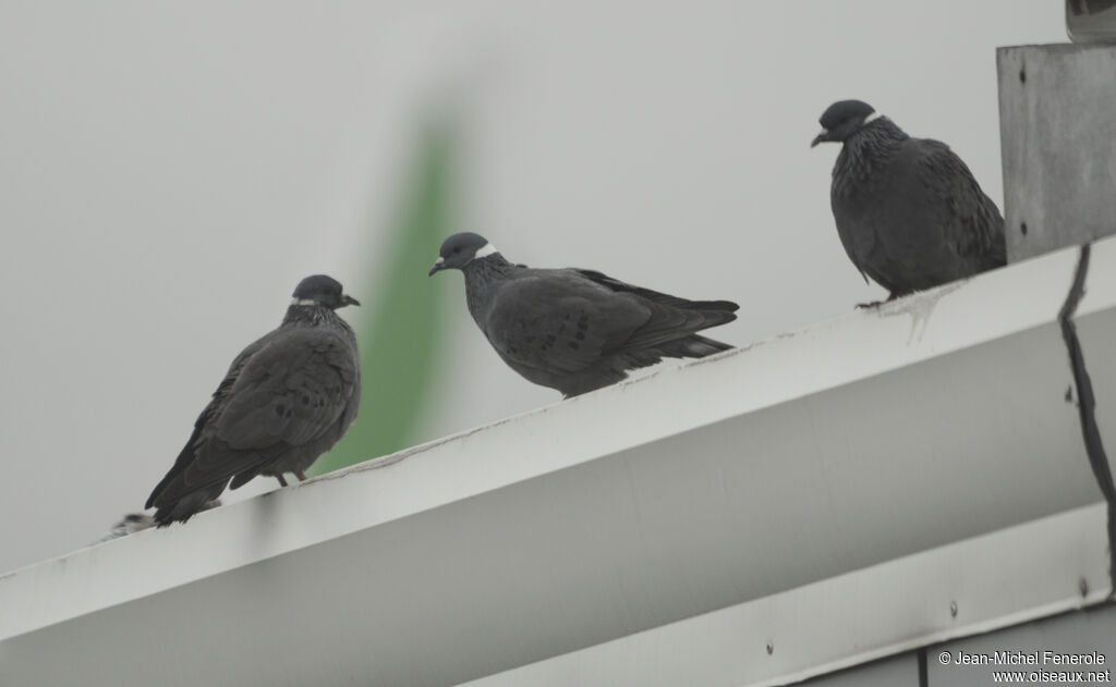 Pigeon à collier blanc