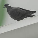 Pigeon à collier blanc