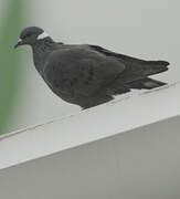 White-collared Pigeon