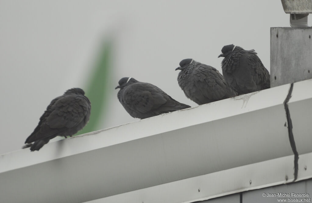 White-collared Pigeon