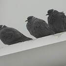Pigeon à collier blanc