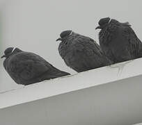 Pigeon à collier blanc