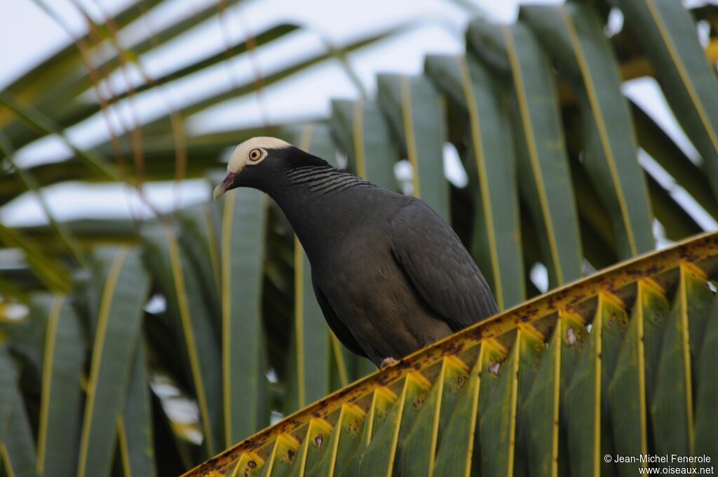 Pigeon à couronne blanche