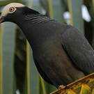 Pigeon à couronne blanche
