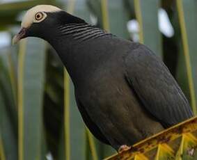 Pigeon à couronne blanche